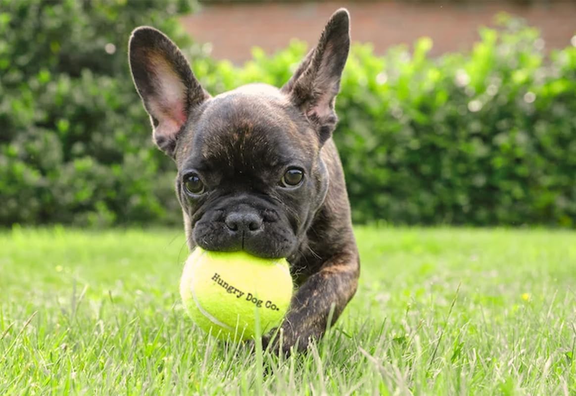Hungry Dog Co. – Paquete de 12 pelotas de tenis para perros de alta calidad de 2.5 pulgadas – Juguetes seguros para perros para ejercicio y
