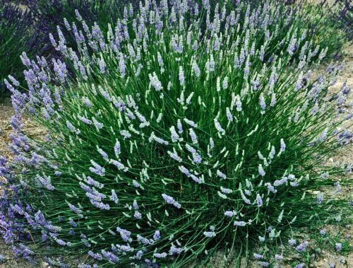 L+ Planta viva de lavanda, Lavandula x Intermedia ‘Provence’, fragante, ideal para jardinería (4 plantas vivas)
