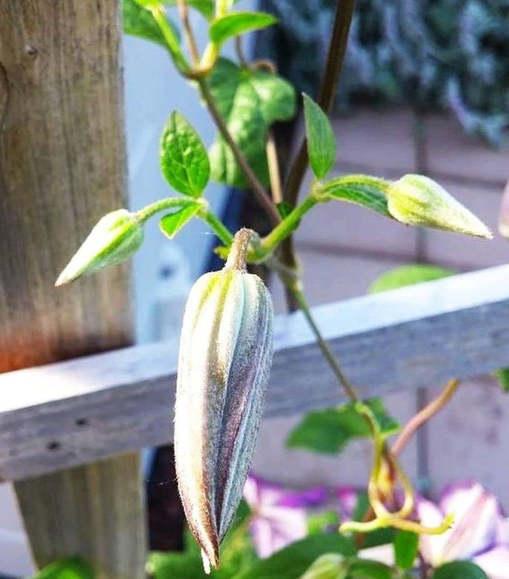 Clematis Mixed Colors 20Seeds Wonderful Blooms 20+ Semillas de vid perennes (Clematis 1)