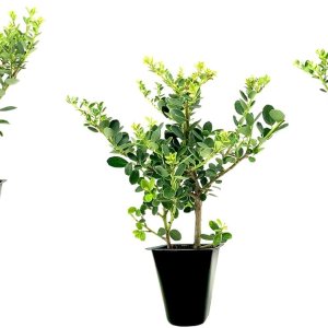 Helleri – Arbusto de acebo  3 plantas vivas I Ilex Cornutal  Ćrbol de hoja perenne compacto ideal para bordes bajos, jardines formales y Helleri – Arbusto de acebo  3 plantas vivas I Ilex Cornutal  Ćrbol de hoja perenne compacto ideal para bordes bajos, jardines formales y
