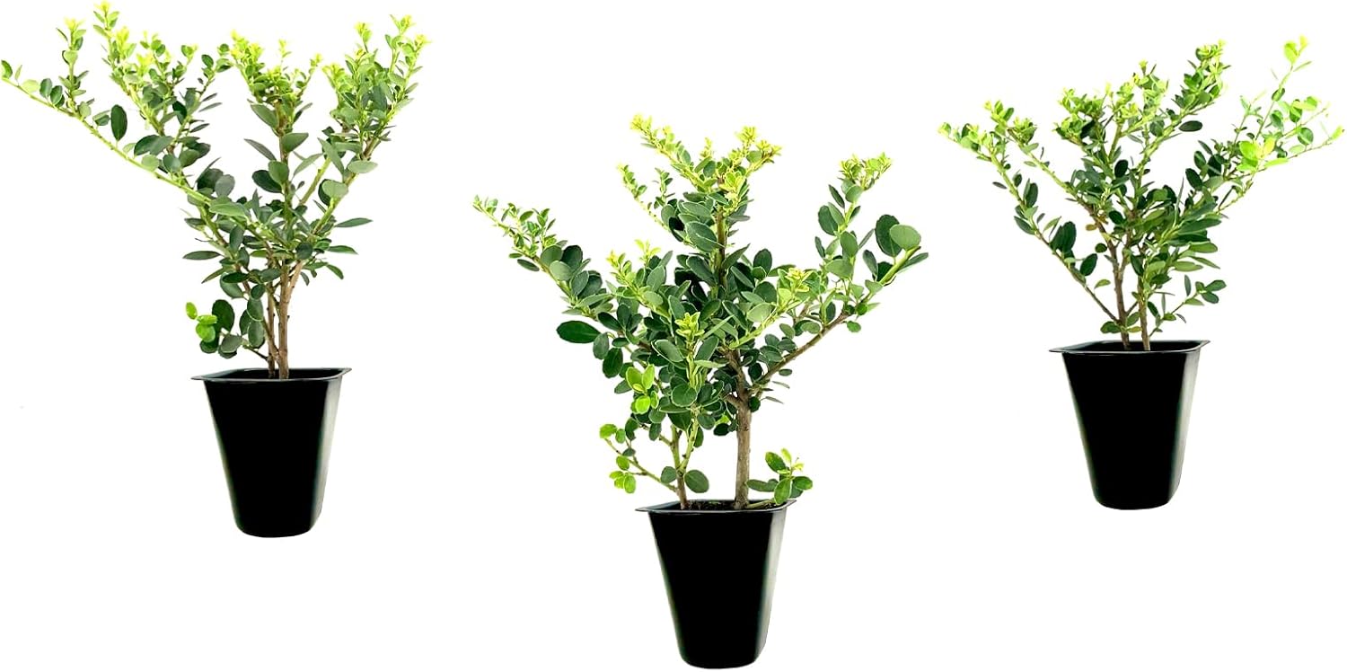 Helleri – Arbusto de acebo  3 plantas vivas I Ilex Cornutal  Árbol de hoja perenne compacto ideal para bordes bajos, jardines formales y