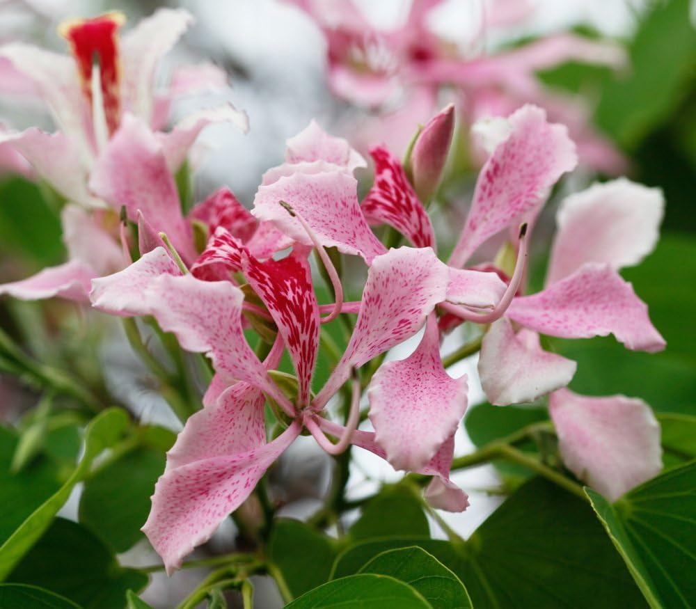 1104-Orchid, Pink Tree (Bauhinia monandra ) Semillas de Robsrareandgiantseeds UPC0764425786962 Sin OMG, orgánico, cultivador estadounidense, Bonsai,