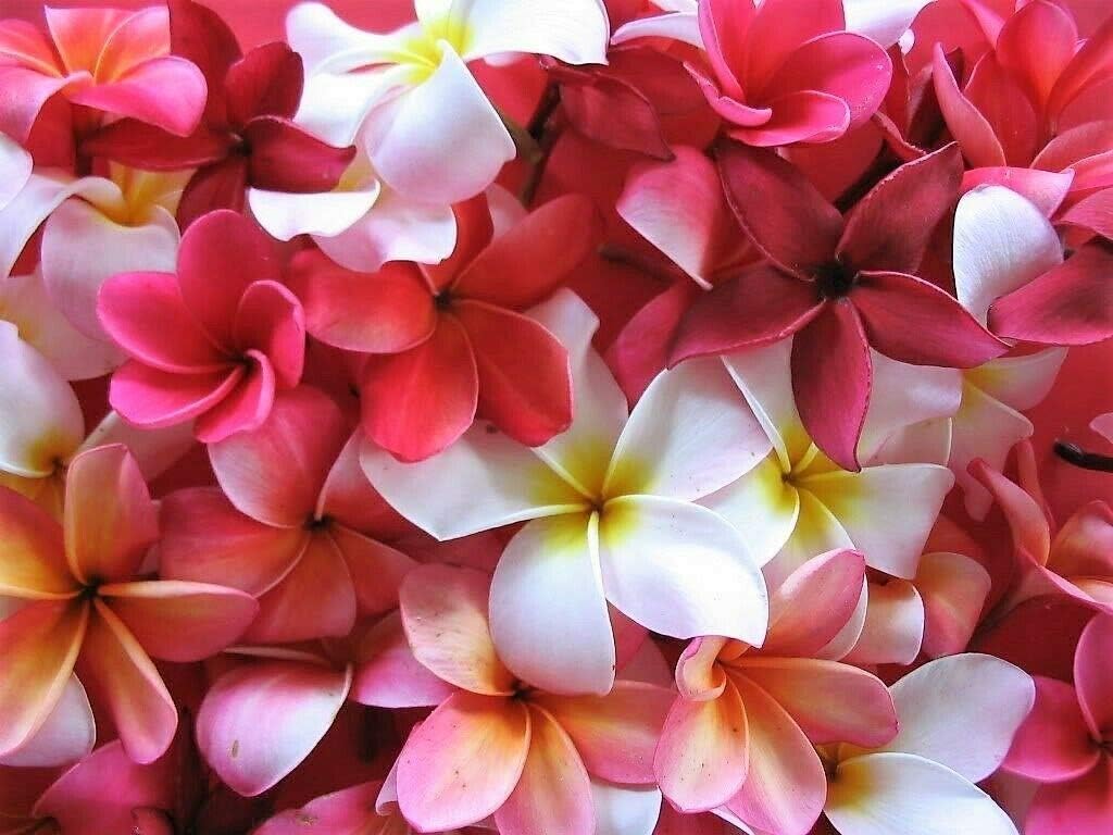Semillas de Plumeria de Colores Mixtos – Flor Lei Frangipani Mix Rosa Rojo Amarillo Blanco Jocad (10 Semillas)
