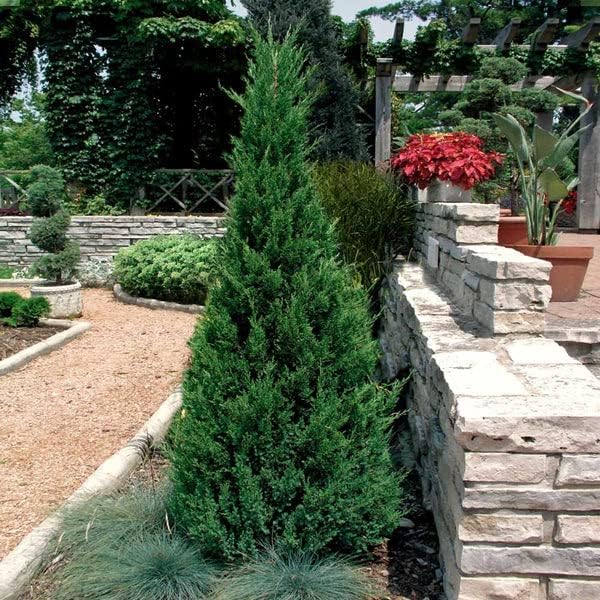 Blue Point Juniper  20 árboles vivos  Juniperus Chinensis  Plantas de hoja perenne de bajo mantenimiento tolerantes a la sequía