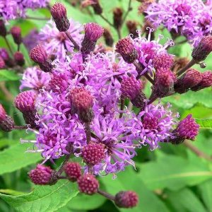 100 semillas de Missouri Ironweed Monarch Flower Native Purple Vernonia Missurica Seeds 100 semillas de Missouri Ironweed Monarch Flower Native Purple Vernonia Missurica Seeds