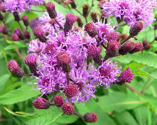 100 semillas de Missouri Ironweed Monarch Flower Native Purple Vernonia Missurica Seeds