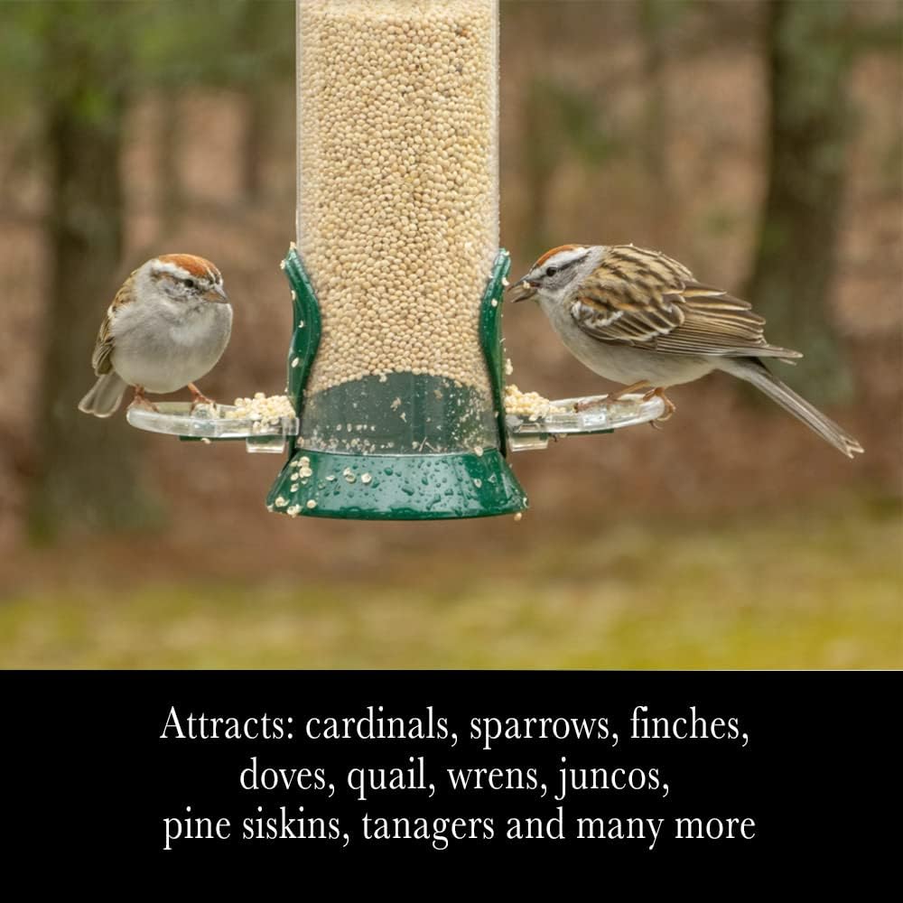 Semillas de proso de mijo blanco de primera calidad, alimento para aves silvestres, cardenal, pinzón y más (10 libras)