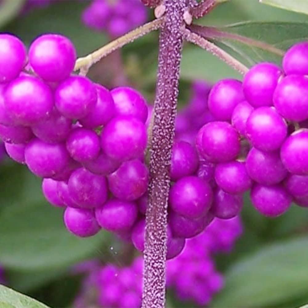 QAUZUY GARDEN 50 semillas de bayas de belleza americanas (Callicarpa Americana)  Arbusto de morera francesa nativa Beautyberry  Llamativa planta de