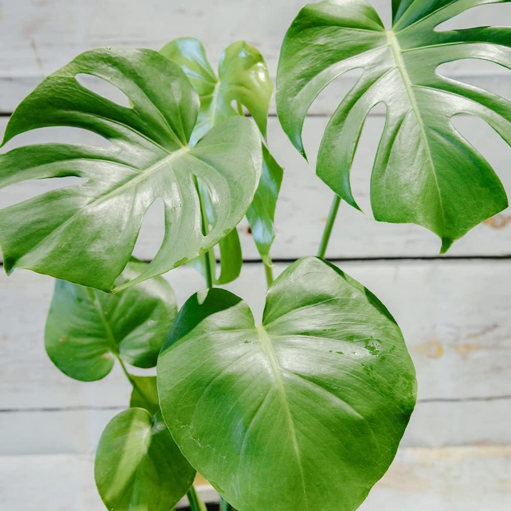 QAUZUY GARDEN 50 semillas Monstera, filodendro de hoja dividida, planta de queso suizo, hoja de ventana, semillas de ceriman, semillas de reliquia
