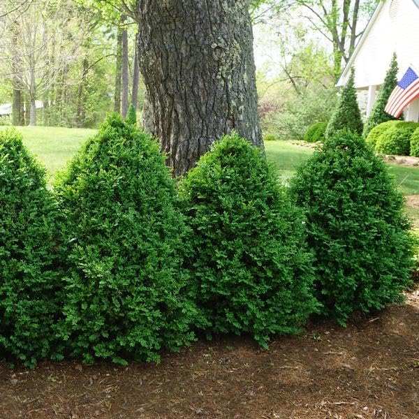 Green Mountain Boj  2 plantas vivas de tamaño galón  Elegante árbol de hoja perenne en forma de pirámide, ideal para topiario y paisajismo,