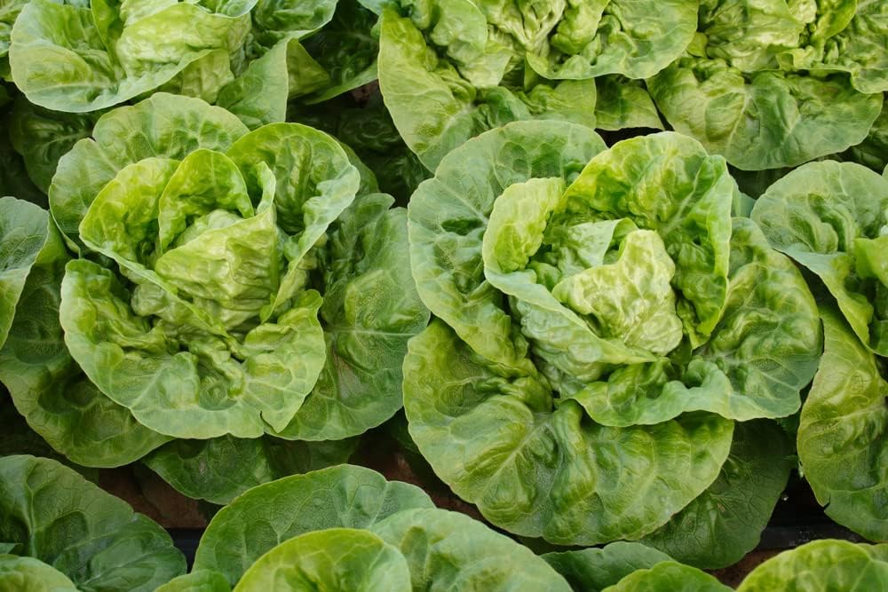 Semillas de lechuga Butterhead “Little Gem” para plantar, más de 1000 semillas de reliquia por paquete, semillas de jardín de Isla (semillas de