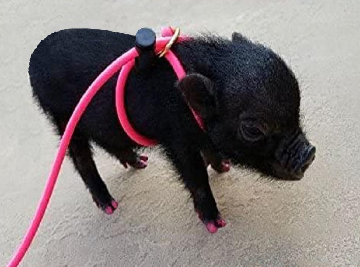 Arnés de mini cerdo de 12 pies, correa ajustable para todos los animales, cerdos, hurones, conejos, cobayas, perros, gatos, reptiles y pollos (rosa)