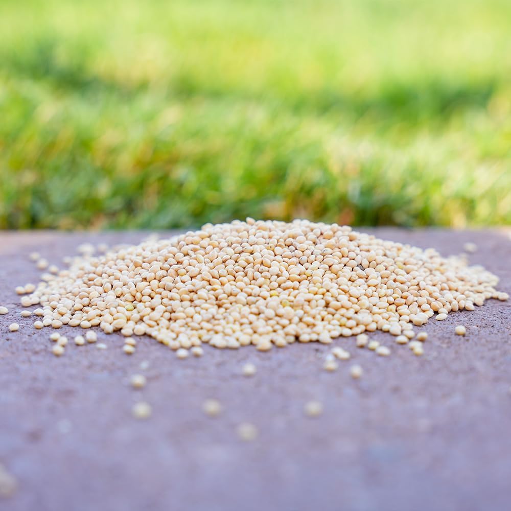 Semillas de proso de mijo blanco de primera calidad, alimento para aves silvestres, cardenal, pinzón y más (10 libras)