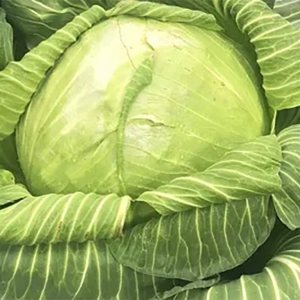 Paquete de semillas prémium de chucrut de col gigante Paquete de semillas prémium de chucrut de col gigante