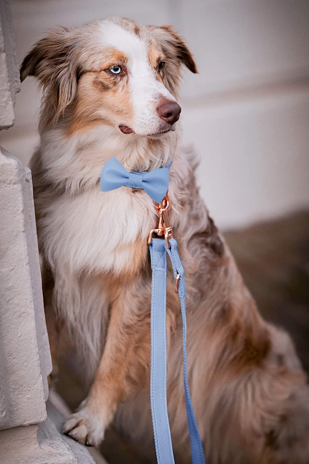 Collar de cuero suave para perro, ajustable, lindo collar de pajarita fácil de limpiar con elegante hebilla de metal resistente de oro rosa para