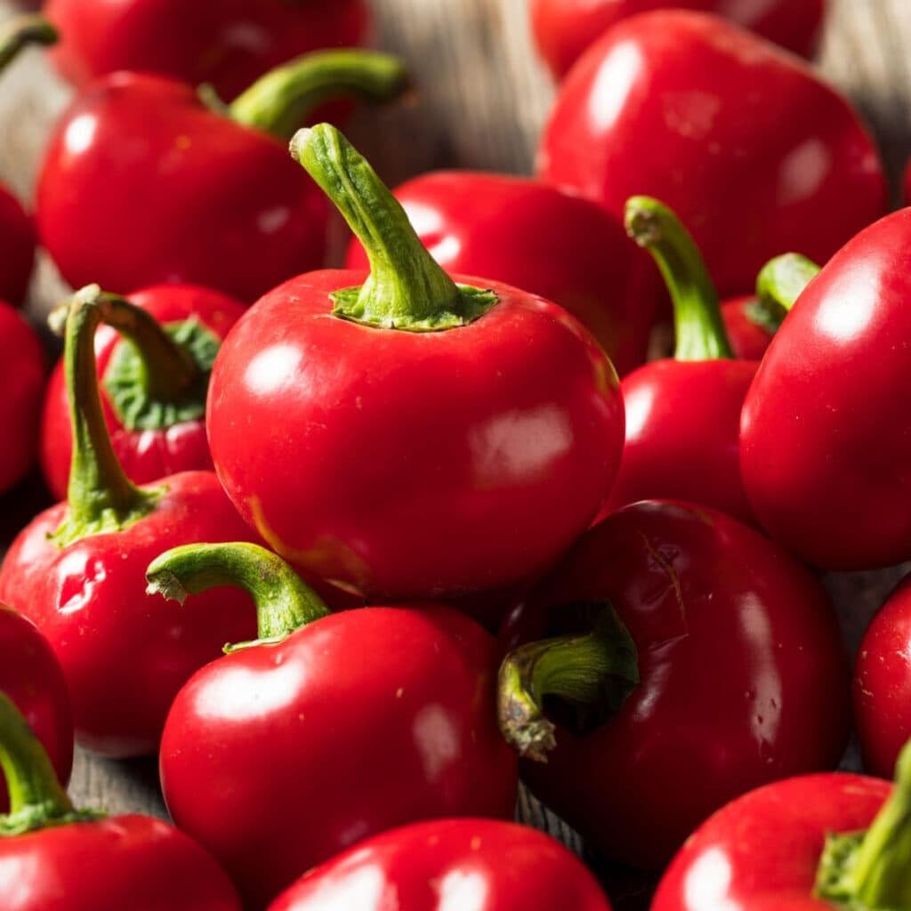 TomorrowSeeds – Semillas de pimiento de pimiento – Paquete de más de 100 unidades – Para 2024 Pimiento 100 Scoville Pimiento Suave Pimiento Piquante