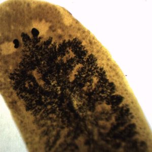 EISCO Carbon Fed Planaria, Wholemount – Diapositiva para microscopio preparado – 2.953 x 0.984 in – Biología y Microscopía EISCO Carbon Fed Planaria, Wholemount – Diapositiva para microscopio preparado – 2.953 x 0.984 in – Biología y Microscopía