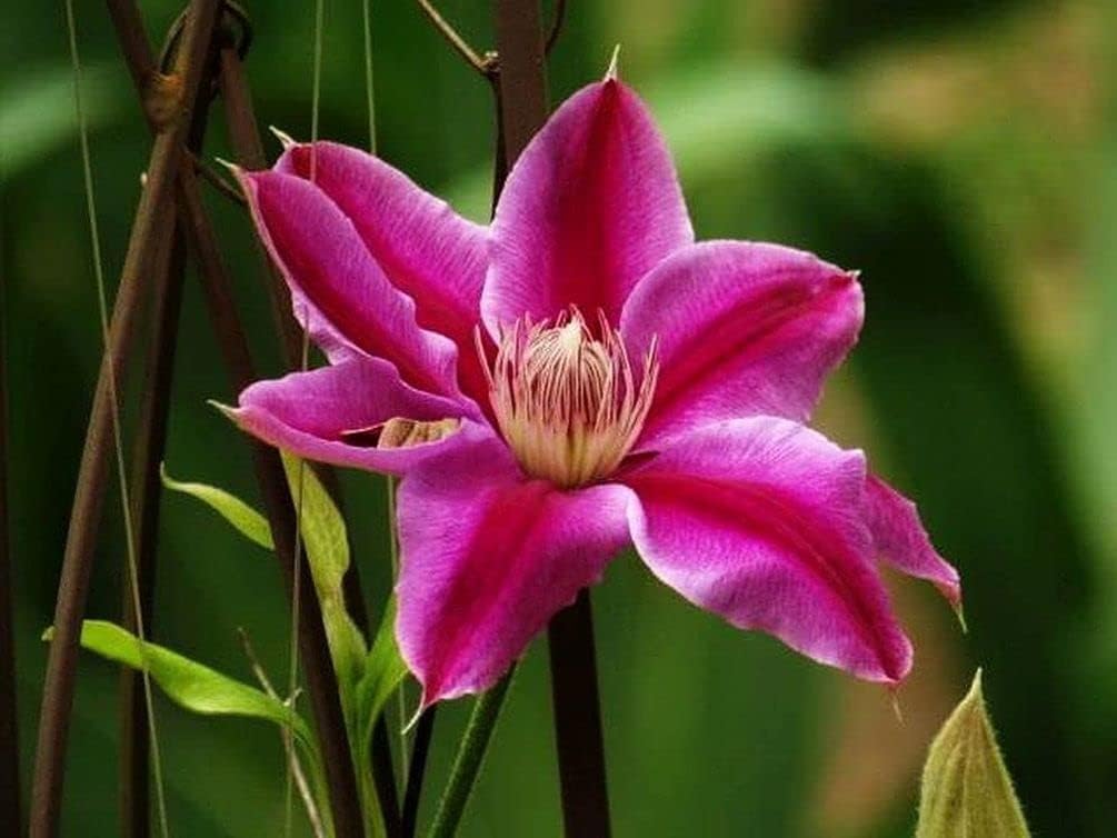 Clematis Mixed Colors 20Seeds Wonderful Blooms 20+ Semillas de vid perennes (Clematis 1)