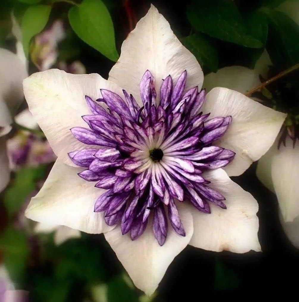 Semillas de flores mixtas de Clematis Flor perenne de 20 semillas