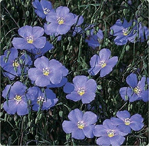 Semillas de lino azul a granel sin OMG – Linum perenne (1 libra)
