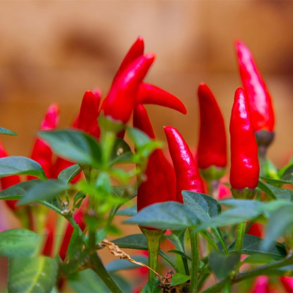 Tabasco – Semillas de pimiento picante, más de 1000 semillas, semillas de vegetales para plantar