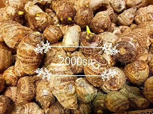 10 bulbos Colocasia Esculenta de oreja de elefante Taro Gabi Kalo Eddo listos para cultivar – Planta tropical de jardín (10 bombillas)