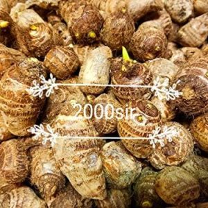 10 bulbos Colocasia Esculenta de oreja de elefante Taro Gabi Kalo Eddo listos para cultivar – Planta tropical de jardín (10 bombillas) 10 bulbos Colocasia Esculenta de oreja de elefante Taro Gabi Kalo Eddo listos para cultivar – Planta tropical de jardín (10 bombillas)