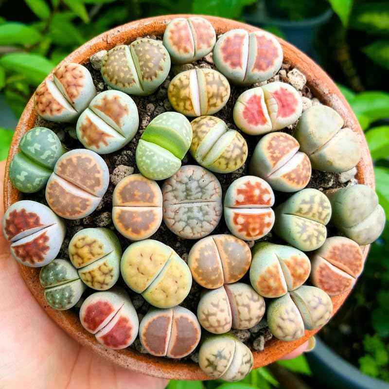 Lithops Plantas vivas grandes Lithops Plantas vivas, 25 plantas suculentas mixtas de Lithop, piedras vivas, plantas suculentas, flores de cactus