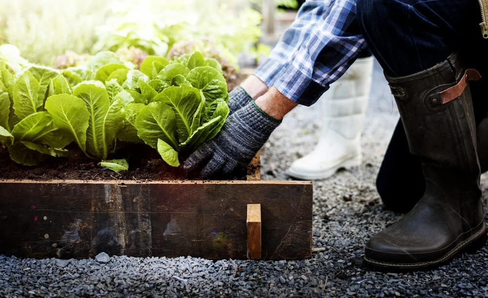 Jericho Semillas de lechuga romana para plantar, más de 500 semillas tradicionales por paquete, semillas de jardín de Isla (semillas de jardín de