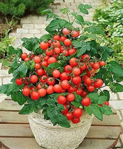 KIRA SEEDS – Tomate rojo de interior – Planta durante todo el año – Vegetales tradicionales – Sin OMG