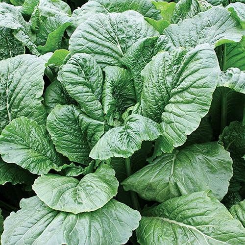Park Seed s Alamo Hybrid Nabo, Pack de 600 Semillas