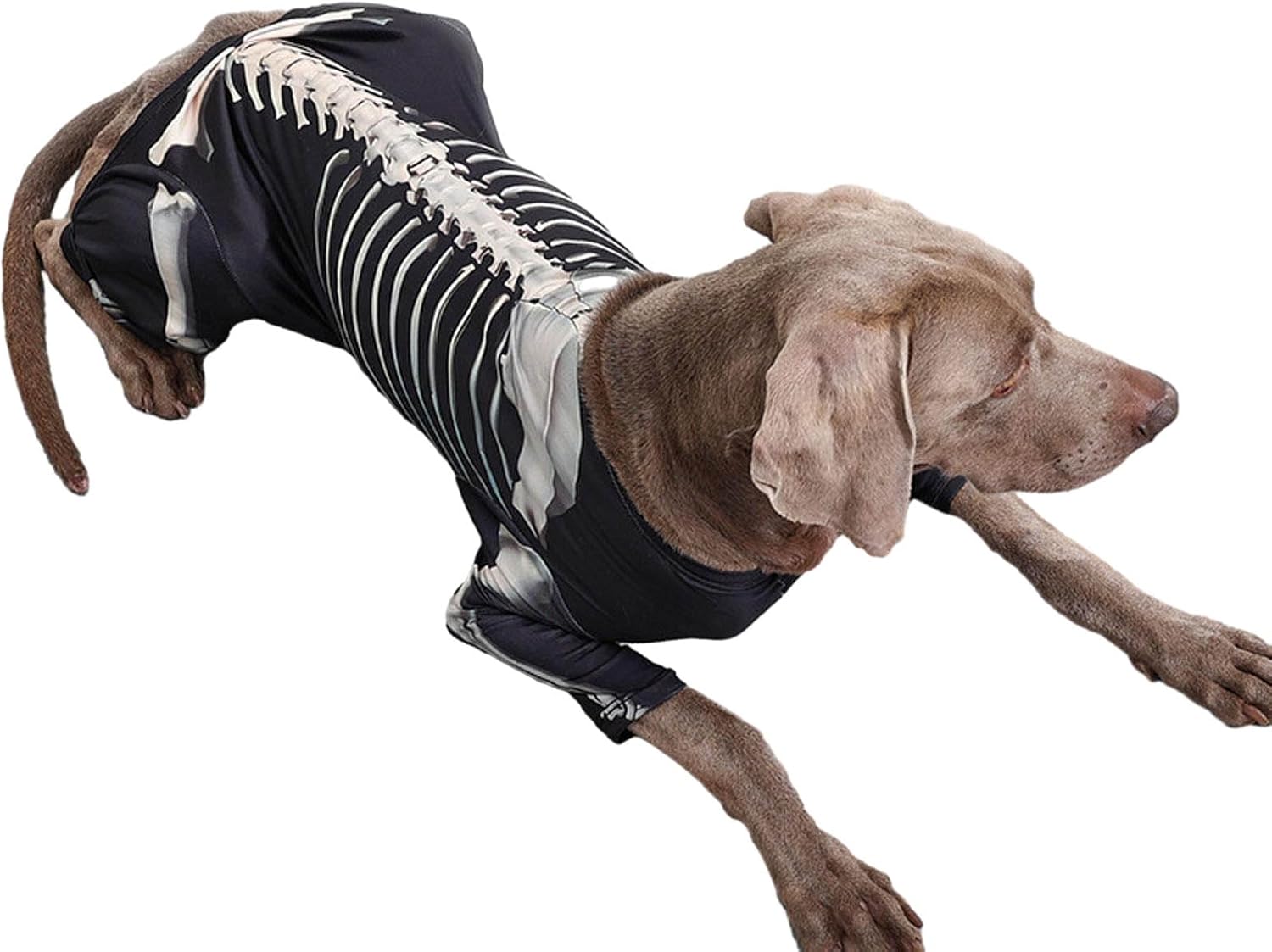 Disfraces de Halloween para perro, disfraz de Halloween para mascotas para perros y gatos, disfraz de esqueleto de Halloween para perro, ropa,