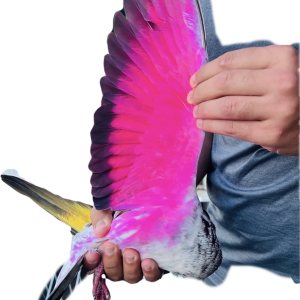 PINTURA COLOR NEON PARA PALOMOS DEPORTIVOS GT ESPAÑA PINTURA DECORATIVA PARA PALOMAS AVES PINTURA PINTURA AVES PINTURA PINTURA AVES PINTURA PINTURA PINTURA COLOR NEON PARA PALOMOS DEPORTIVOS GT ESPAÑA PINTURA DECORATIVA PARA PALOMAS AVES PINTURA PINTURA AVES PINTURA PINTURA AVES PINTURA PINTURA