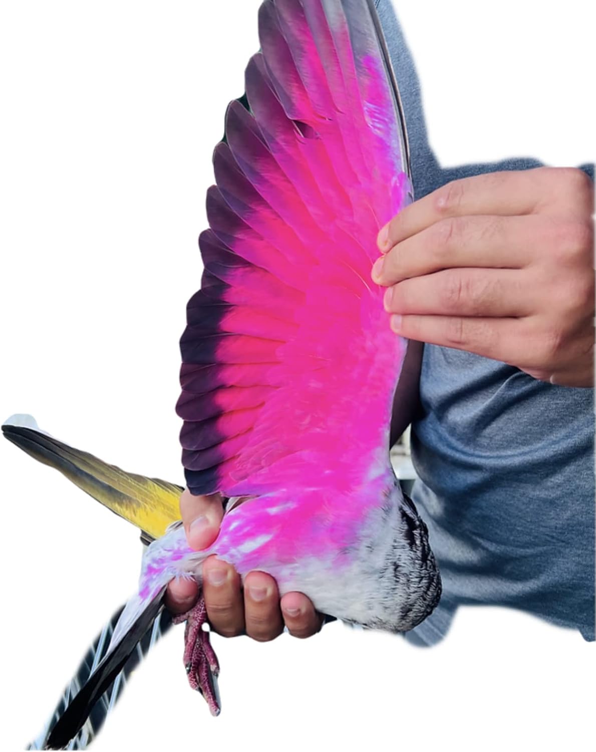 PINTURA COLOR NEON PARA PALOMOS DEPORTIVOS GT ESPAÑA PINTURA DECORATIVA PARA PALOMAS AVES PINTURA PINTURA AVES PINTURA PINTURA AVES PINTURA PINTURA