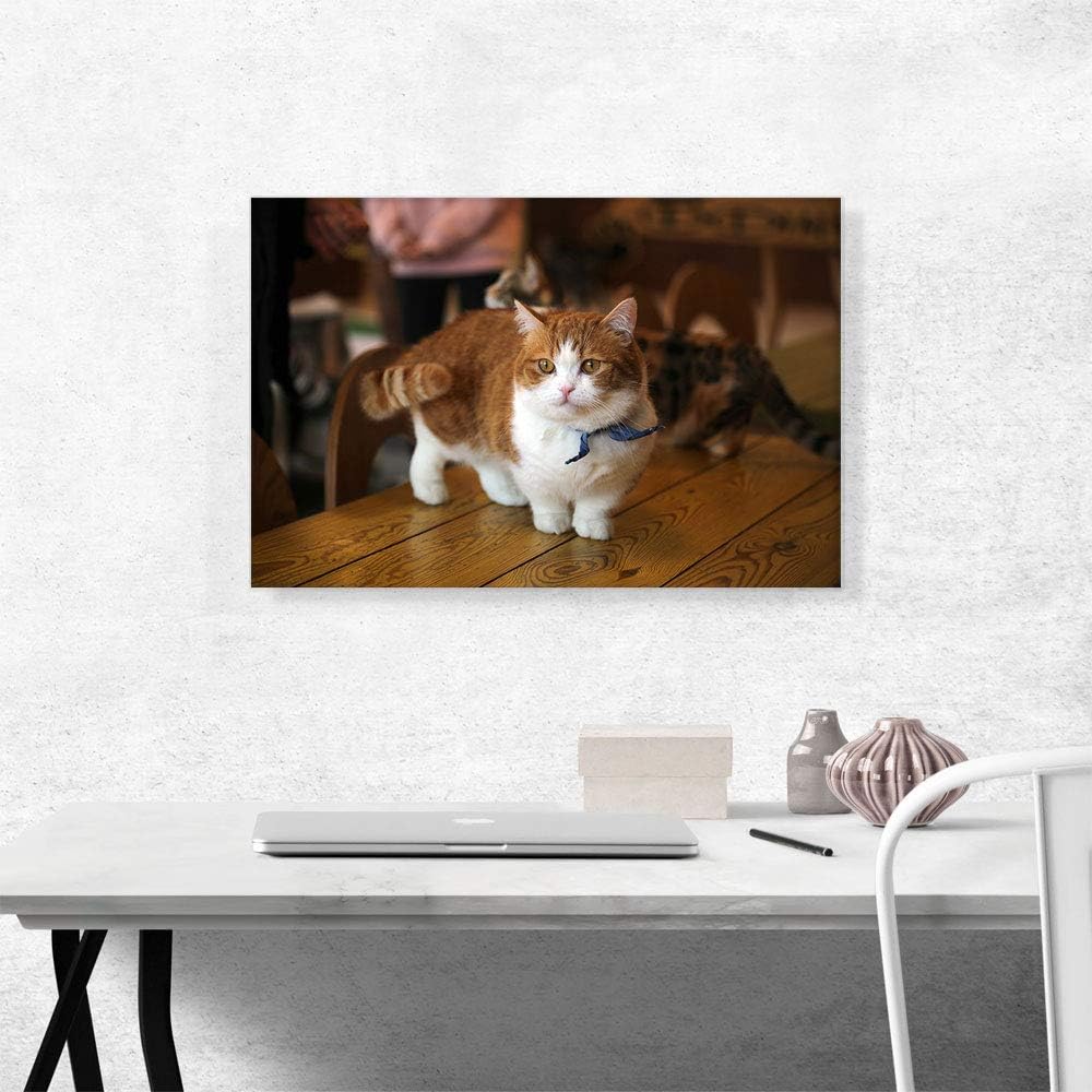 ARTCANVAS Munchkin Cat Home decor Canvas Art Print Stretched Framed Painting Picture Poster Giclee Wall Decor – 26″ x 18″ (1.50″ Deep)