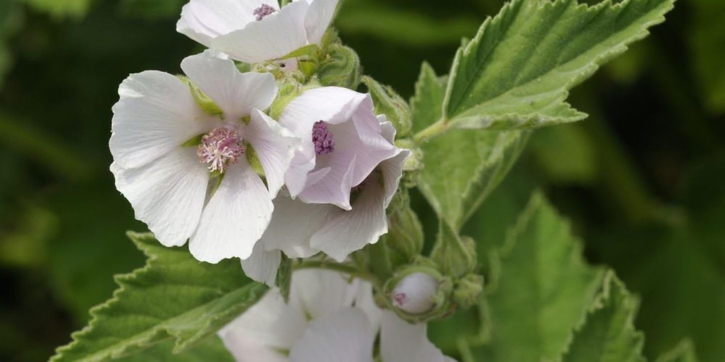 Semillas Hierba Malvavisco (Althaea Officinalis) Medicinal – 100 Semillas