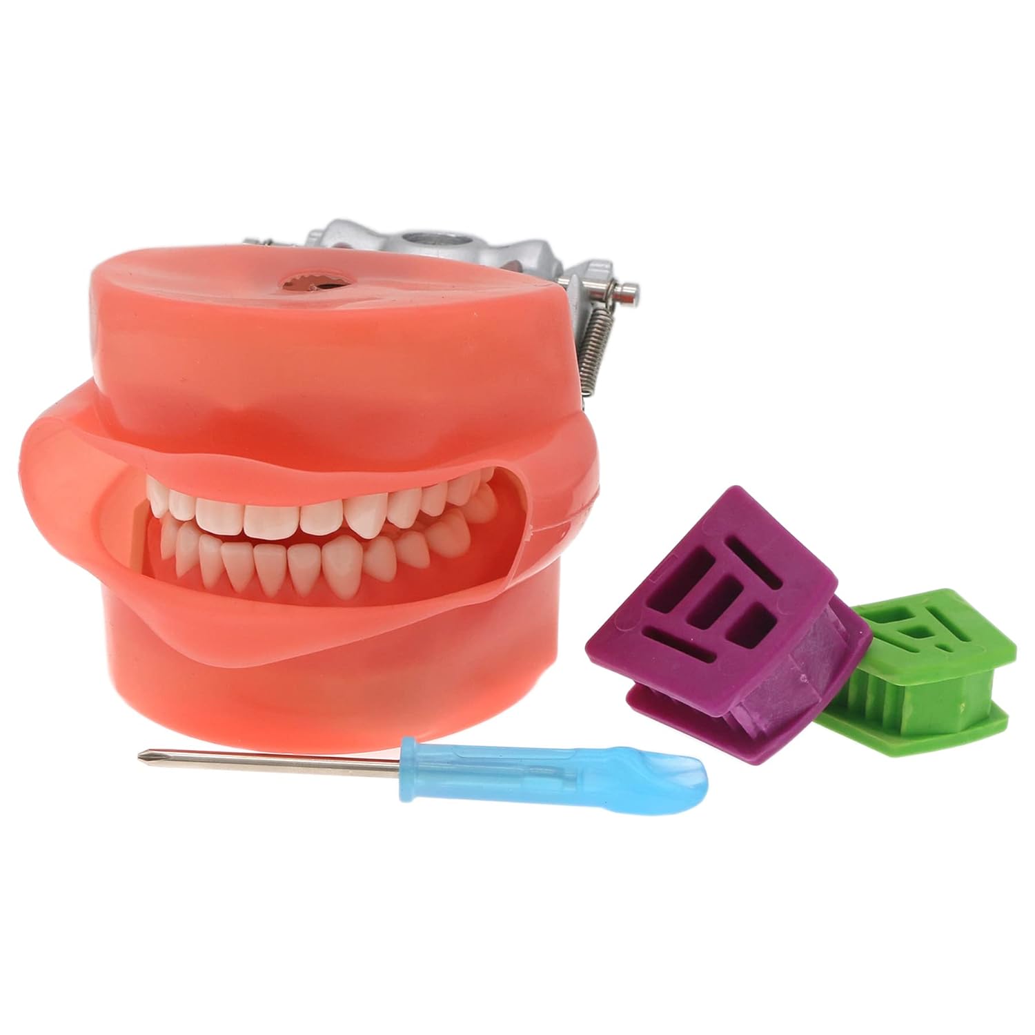 Modelo de práctica de enseñanza dental Modelo de demostración de estudio de enseñanza Dientes extraíbles 28 dientes Dientes dentales Typodont Modelo