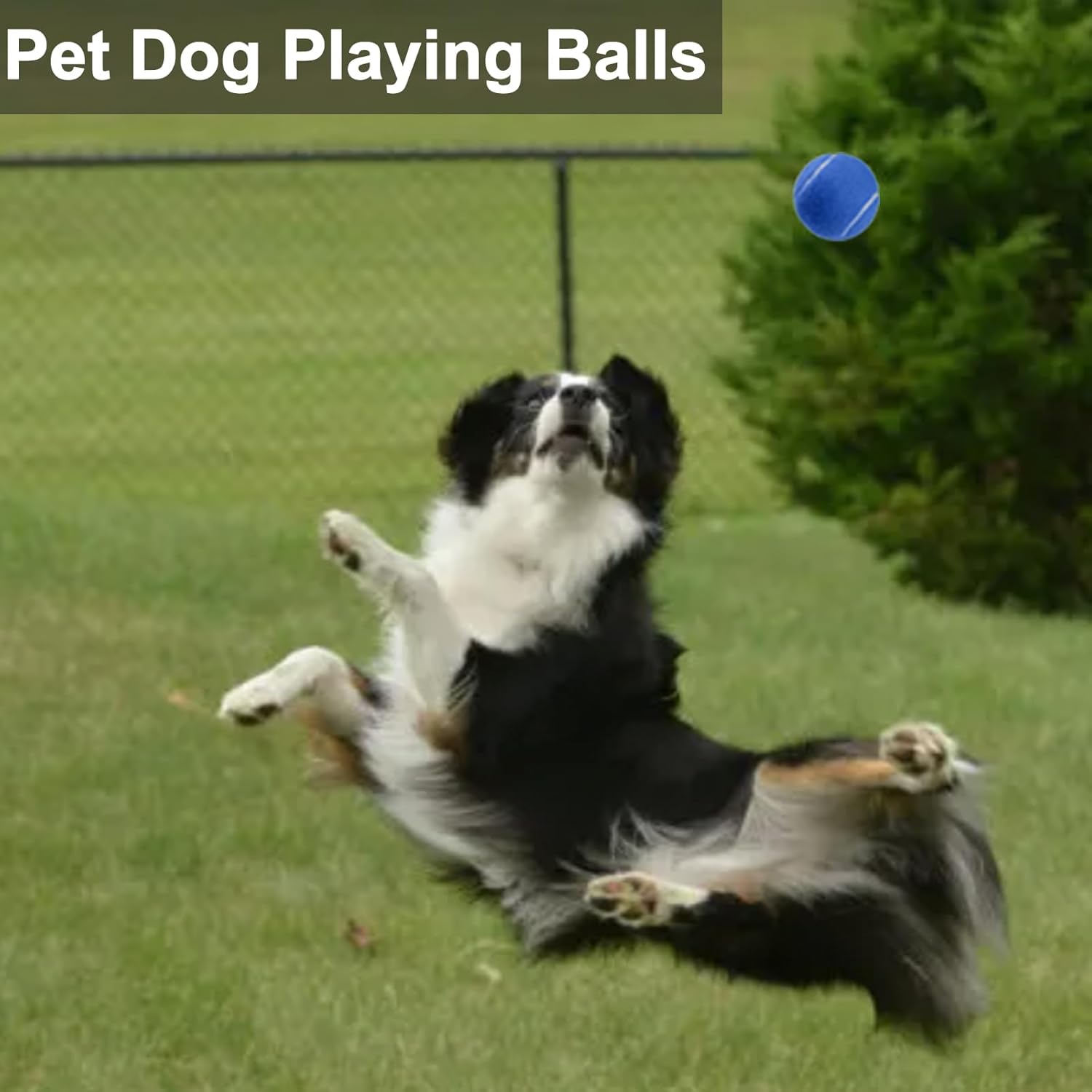 Pelota de tenis, paquete de 36 pelotas de tenis para perros, pelotas de tenis de práctica vienen con bolsa de pelotas, buenas para entrenar, jugar,