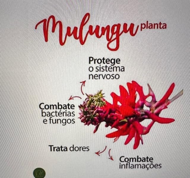 Ninho Verde Mulungu Cápsulas 500 mg – 60 Unidades (1Pack)
