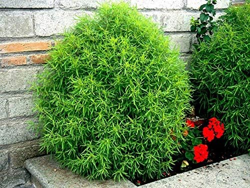 Seeds4planting – Semillas Verano Ciprés Ardiente Arbusto Kochia Flores Anuales 500 Semillas