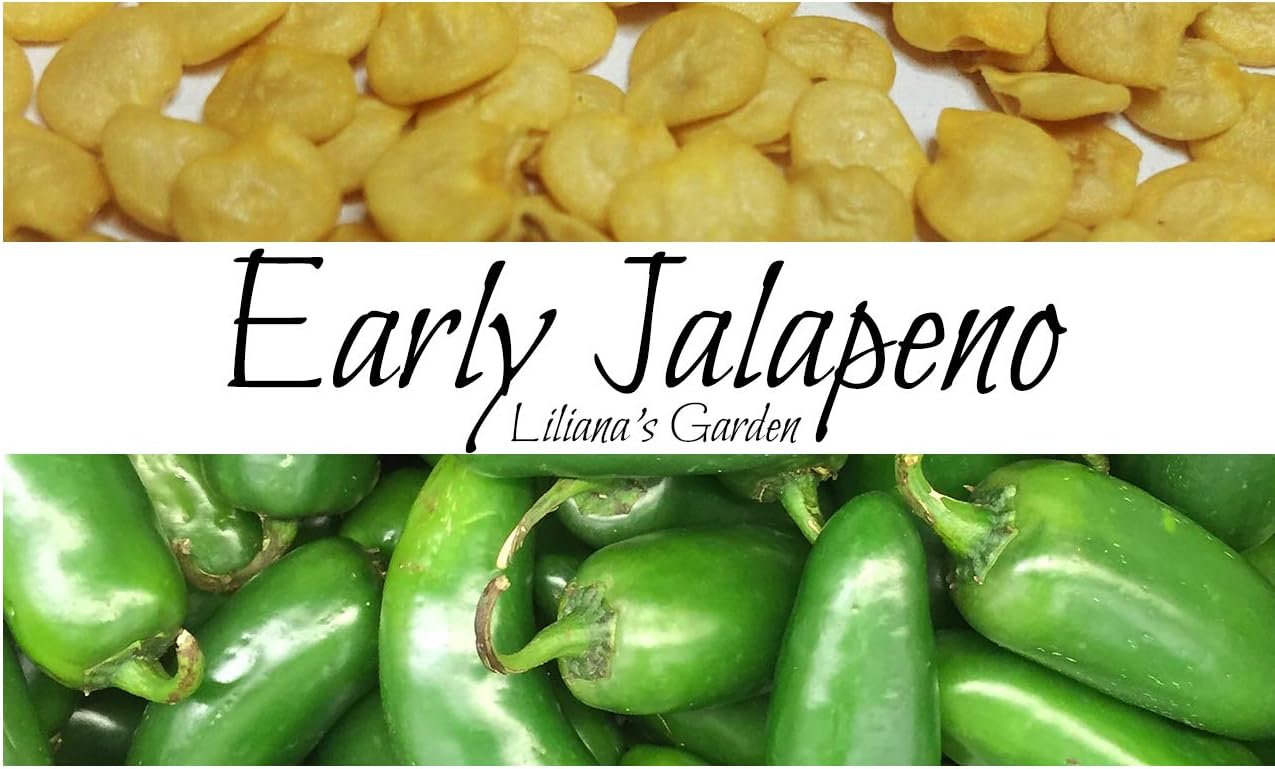 Semillas de Jalapeño – Jalapeño Temprano – Jalapeño de más rápido crecimiento – reliquia – Liliana’s Garden