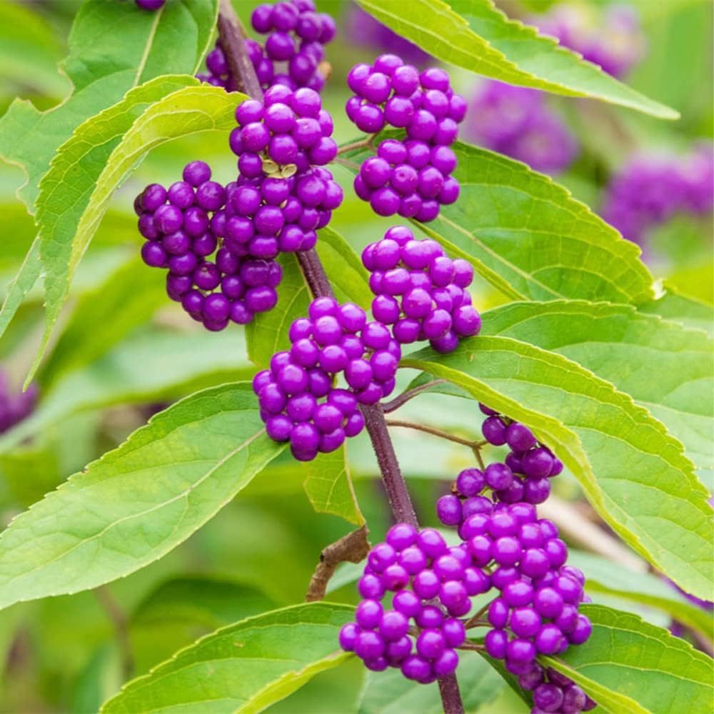 QAUZUY GARDEN 50 semillas de bayas de belleza americanas (Callicarpa Americana)  Arbusto de morera francesa nativa Beautyberry  Llamativa planta de