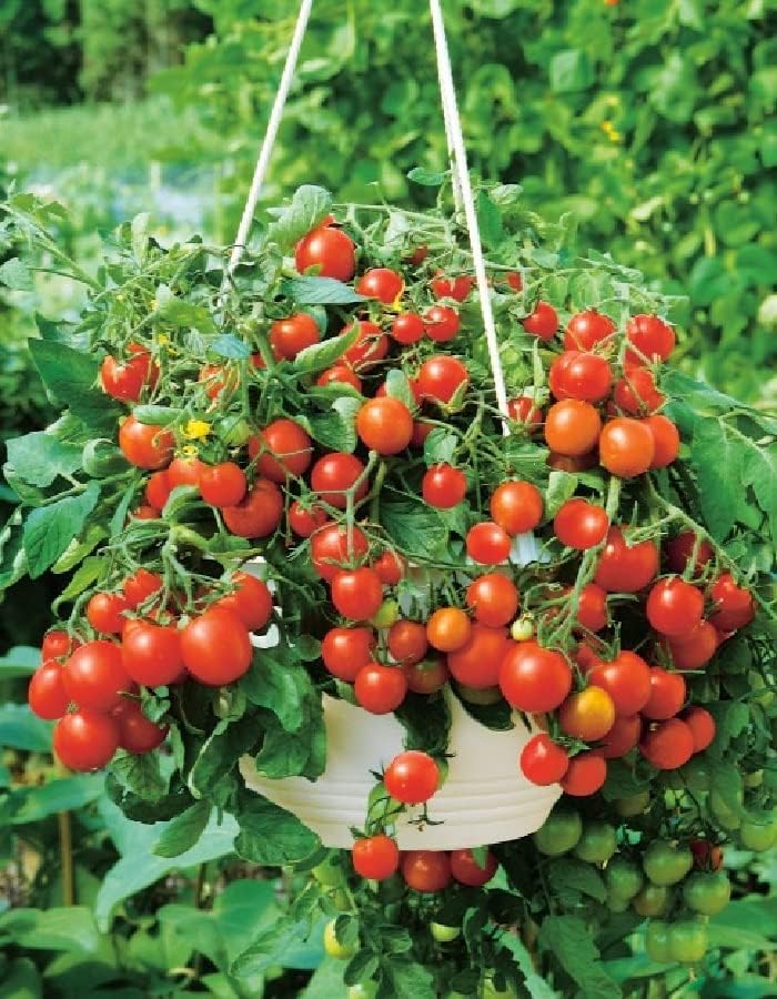 KIRA SEEDS – Tomate rojo de interior – Planta durante todo el año – Vegetales tradicionales – Sin OMG