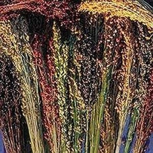 Semillas de maÃz de escoba multicolor altos rendimientos de hermosa paja muy hermosa (25 – semillas) Semillas de maÃz de escoba multicolor altos rendimientos de hermosa paja muy hermosa (25 – semillas)