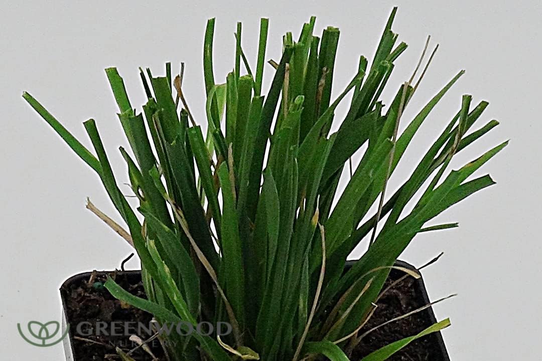 Greenwood Nursery Hierbas ornamentales en vivo – Hierba rosa de las pampas + Cortaderia Selloana – Cantidad 2 macetas de pinta – (Haga clic para