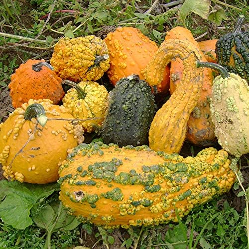 Park Seed Lunch Lady Blend, mezcla de calabazas, paquete de 25 semillas