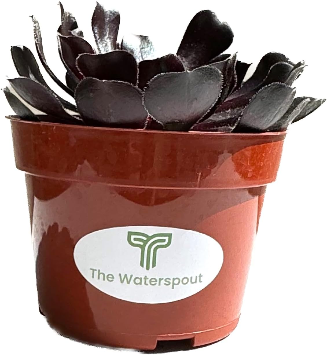 The Waterspout  Colecciones de Cactus y Suculentas de 4″ (Rosa Negra Aeonium Arboreum ‘Zwartkop’)