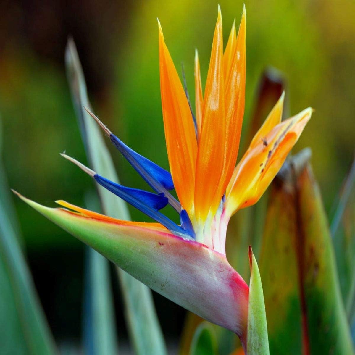 Aceite de fragancia Birds of Paradise (nuestra versión de la marca) (botella de 32 onzas) para fabricación de velas, fabricación de jabón,