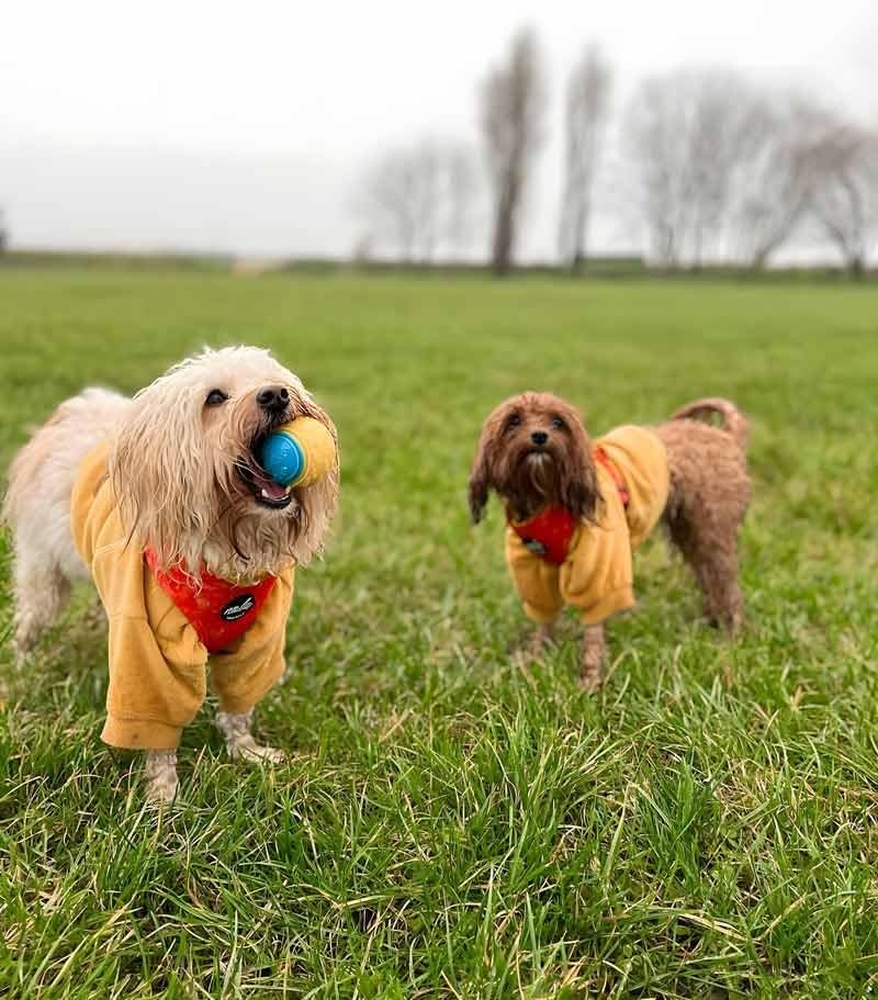 Fitwarm Paquete de 3 suéteres clásicos de forro polar para perro, sudadera de cuello alto, ropa de invierno para perros pequeños, niños y niñas,