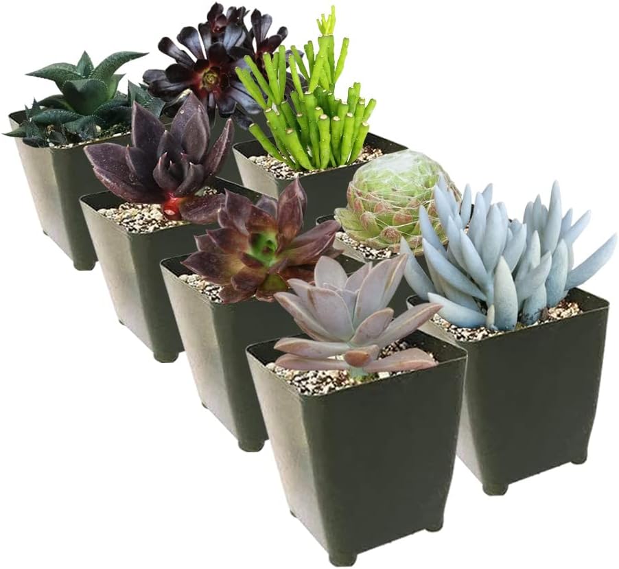 Paquete de suculentas espeluznantes de Halloween  Juego de 246810243648 plantas suculentas únicas (2 suculentas)